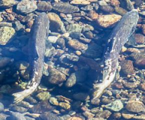 The Great Salmon Tour: An Introduction